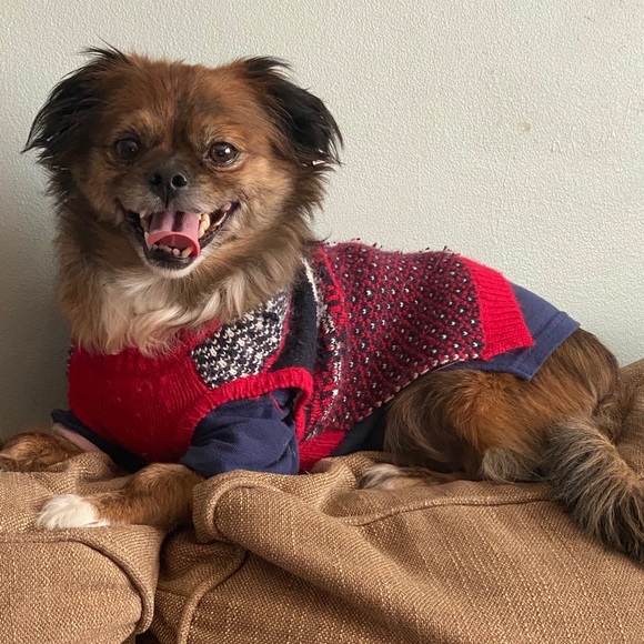 Meet your Posher, Rudy - Picture 1 of 1